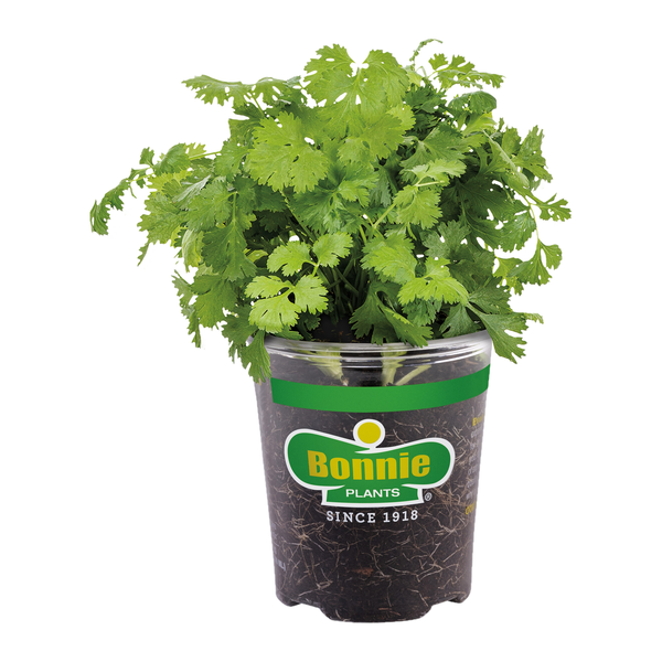Bonnie Plants Cilantro Potted Plant
