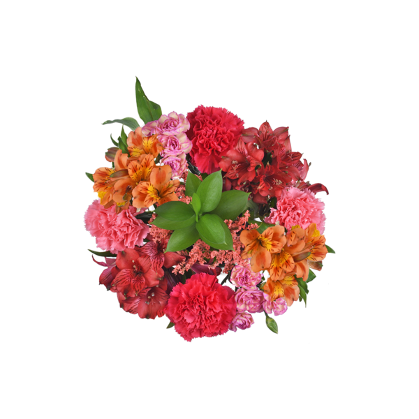 Giant Color Collection Transformative Alstroemeria Carnations