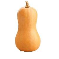 Butternut Squash