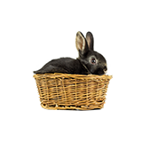 Small Pet Care