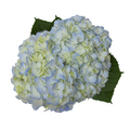 D.I.Y. Blue Hydrangeas