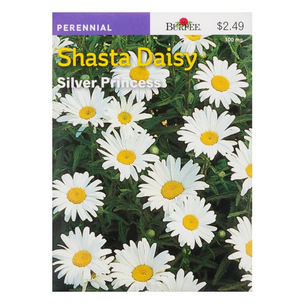 Burpee Perennial Shasta Daisy Silver Princess