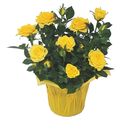 Rose Plant Mini 4 Inch Pot (Colors May Vary)