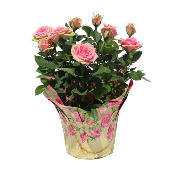 Giant Rose Plant 6 Inch (Colors May Vary)