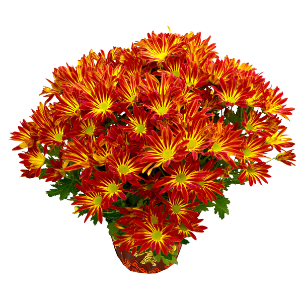 Point Pelee Mum 6 Inch