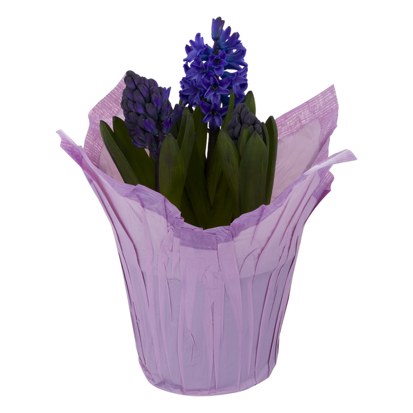 Hyacinth 6 Inch