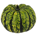 Bay Baby Produce Lolita Halloween Pumpkin
