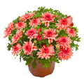 Hardy Mums 8 Inch