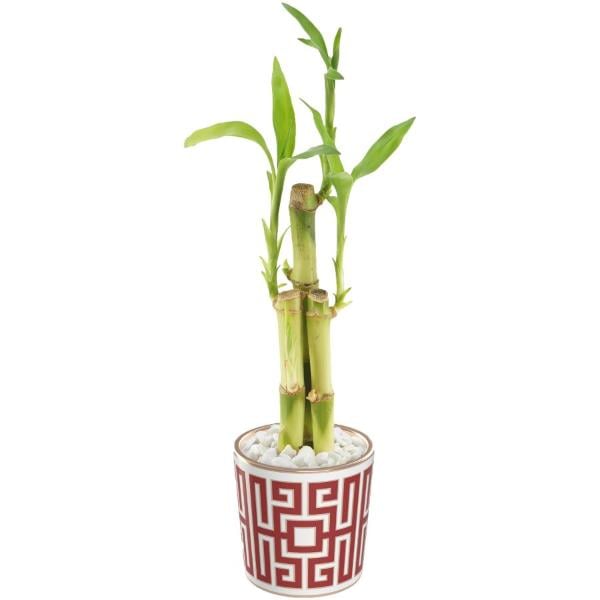 Lunar Bamboo