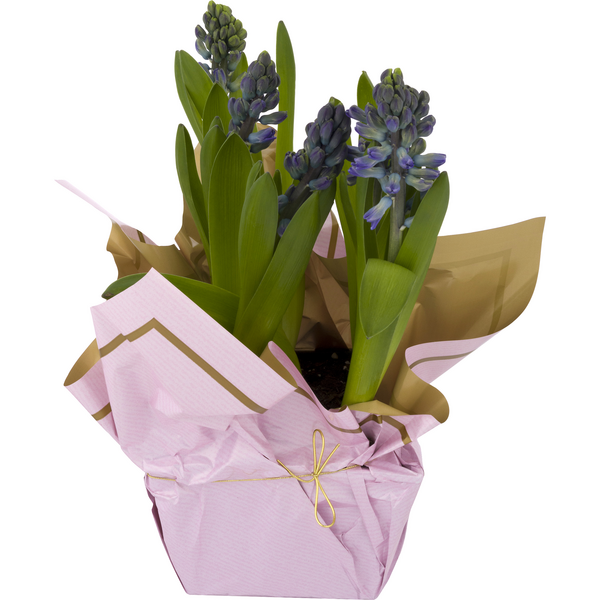 Hyacinth 8 Inch