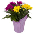 Mums (Special) 4.5 Inch