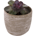 Succulent Assorted in Stone Pot 6 Inch