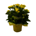 Kalanchoe 4 Inch (Assorted Colors)
