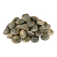 Littleneck Clams Fresh