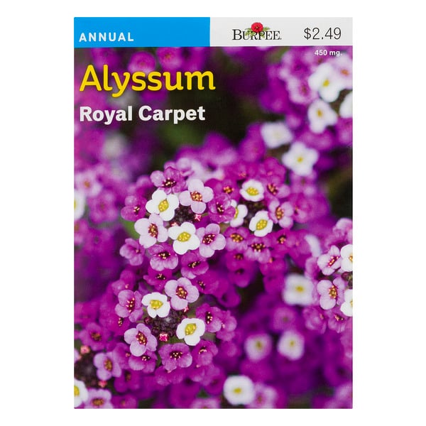 Burpee Annual Alyssum Seeds