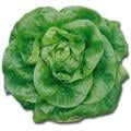 Butterhead Bibb Green Lettuce
