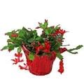 Zygo Cactus 6 Inch