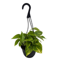 Assorted Foliage Hanging Basket 6 Inch