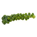 Brussels Sprouts Stalk