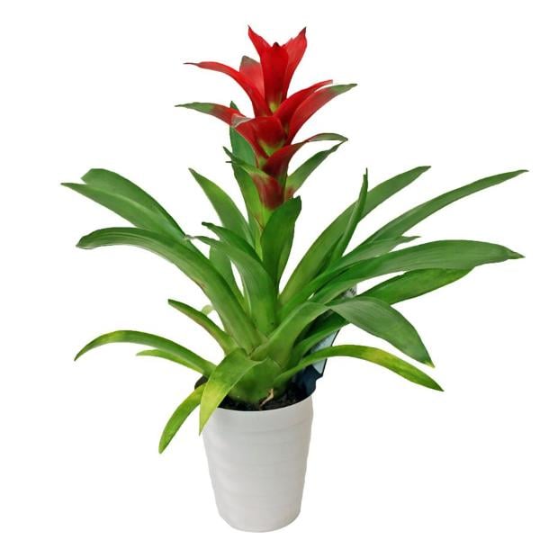 Bromeliad 5 Inch