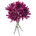 Giant D.I.Y. Disbuds Purple