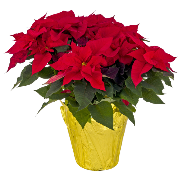 Giant Holiday Poinsettia Red 10 Inch