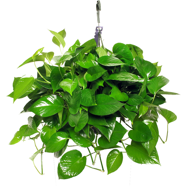 Foliage Hanging Basket 8 Inch
