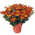 Assorted Mums 6 Inch