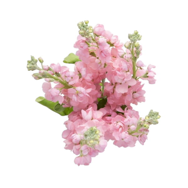 Stop & Shop D.I.Y. Stock Pink