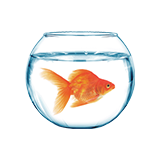 Fish Care