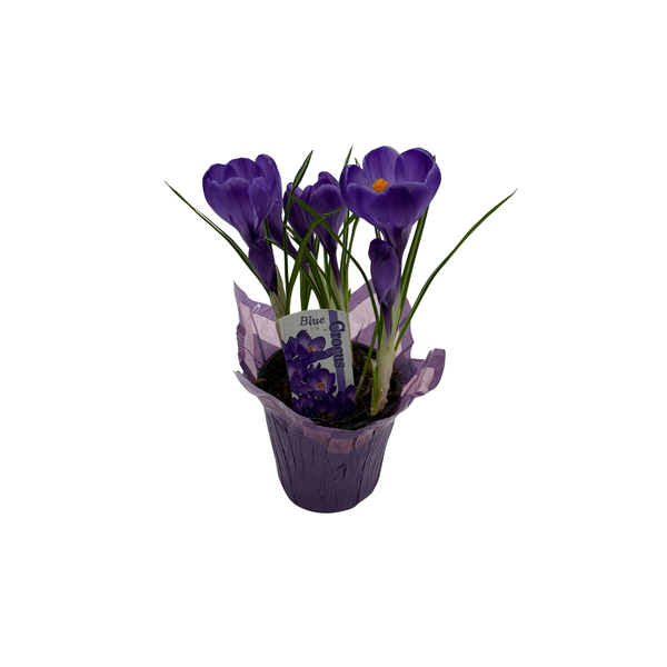Crocus 4 Inch