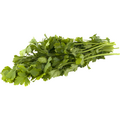 Giant Italian Parsley