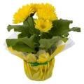 Gerbera Daisy 6 Inch Pot (Assorted Colors)