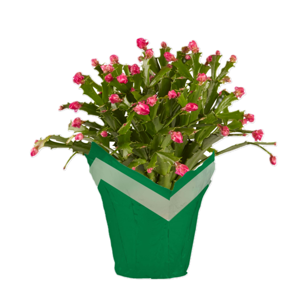 Holiday Christmas Cactus 4.5 Inch Pot
