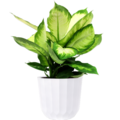 Assorted Foliage 8 Inch in Deco Pot