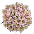 Giant Alstroemeria Bunch (Colors May Vary)