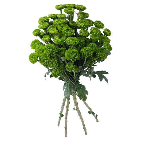 Stop & Shop D.I.Y. Spray Mums Green