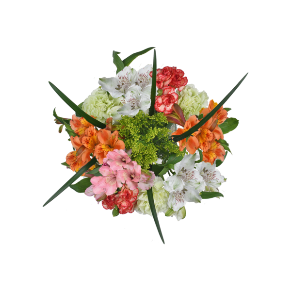 Giant Color Collection Gratitude Alstroemeria Carnations
