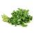Cilantro Fresh