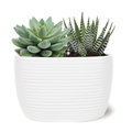 Mini Succulent Duo 4 Inch