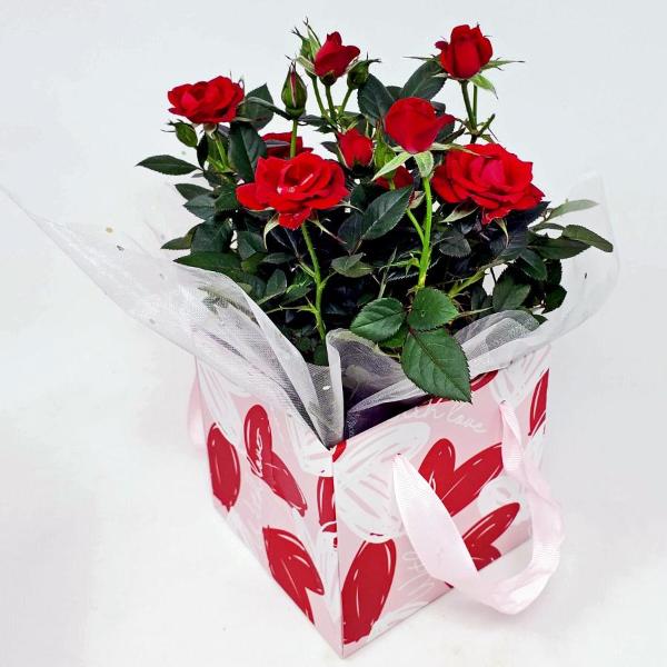 Mini Rose 6 Inch