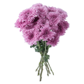 Giant D.I.Y. Spray Mums Lavender