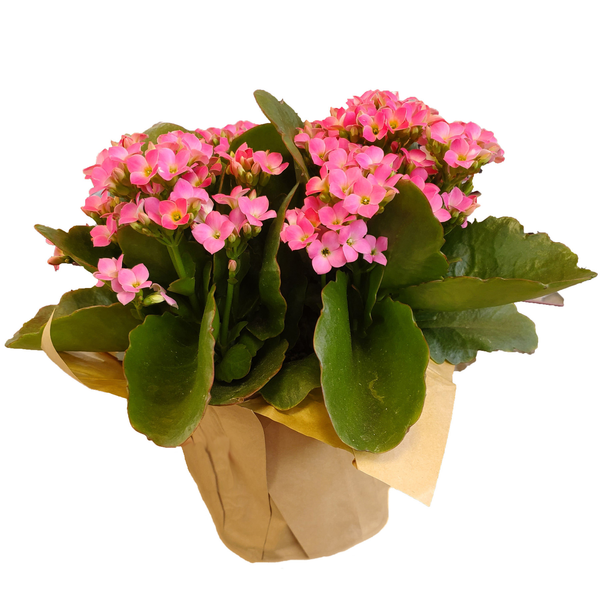 Assorted Blooming Plants