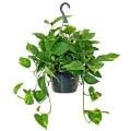Hanging Basket 8 Inch