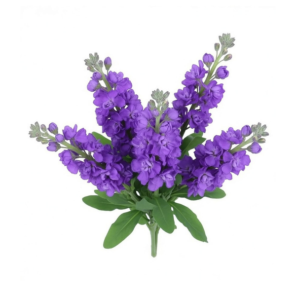 Stop & Shop D.I.Y. Stock Purple