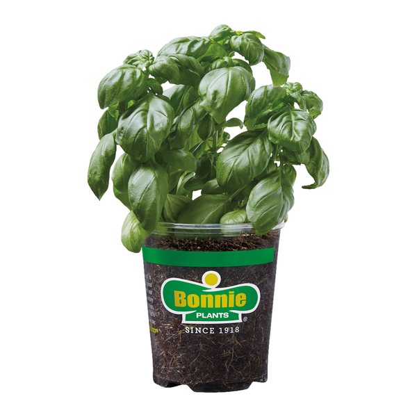 Bonnie Plants Sweet Basil Potted Plant