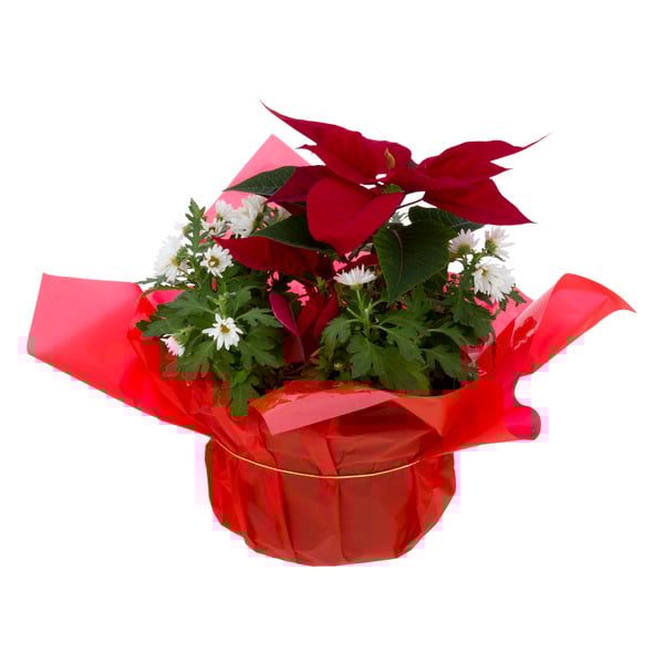 Meyer Farms Fleurette Combination