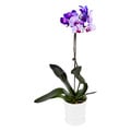 ColorFuze Ultra Violet Orchid 5 Inch in Pot