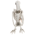 Smart Living Halloween Decor Bird Skeleton
