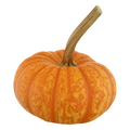 Bay Baby Sparkler Pumpkin